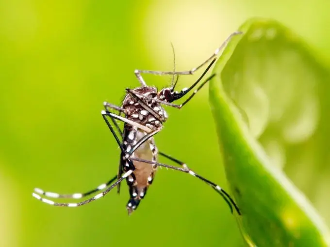 Confirmaron tres casos de dengue en Entre Ríos y se detectó una nueva variante