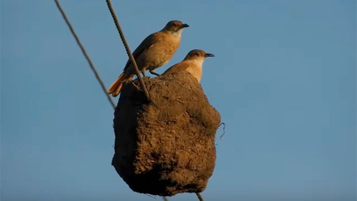 Horneros construyeron su nido en cables del tendido eléctrico: video y fotos