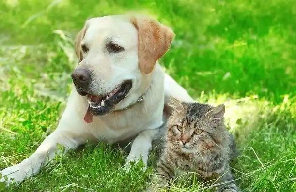 Llegan las altas temperaturas: ¿Cómo cuidamos a nuestras mascotas?