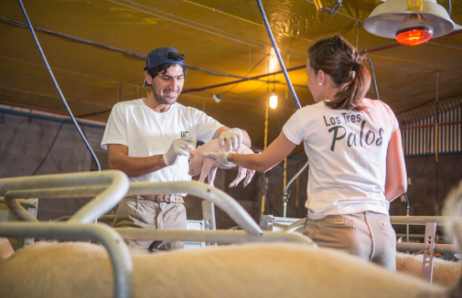 Tres palos: un modelo de producción porcina  