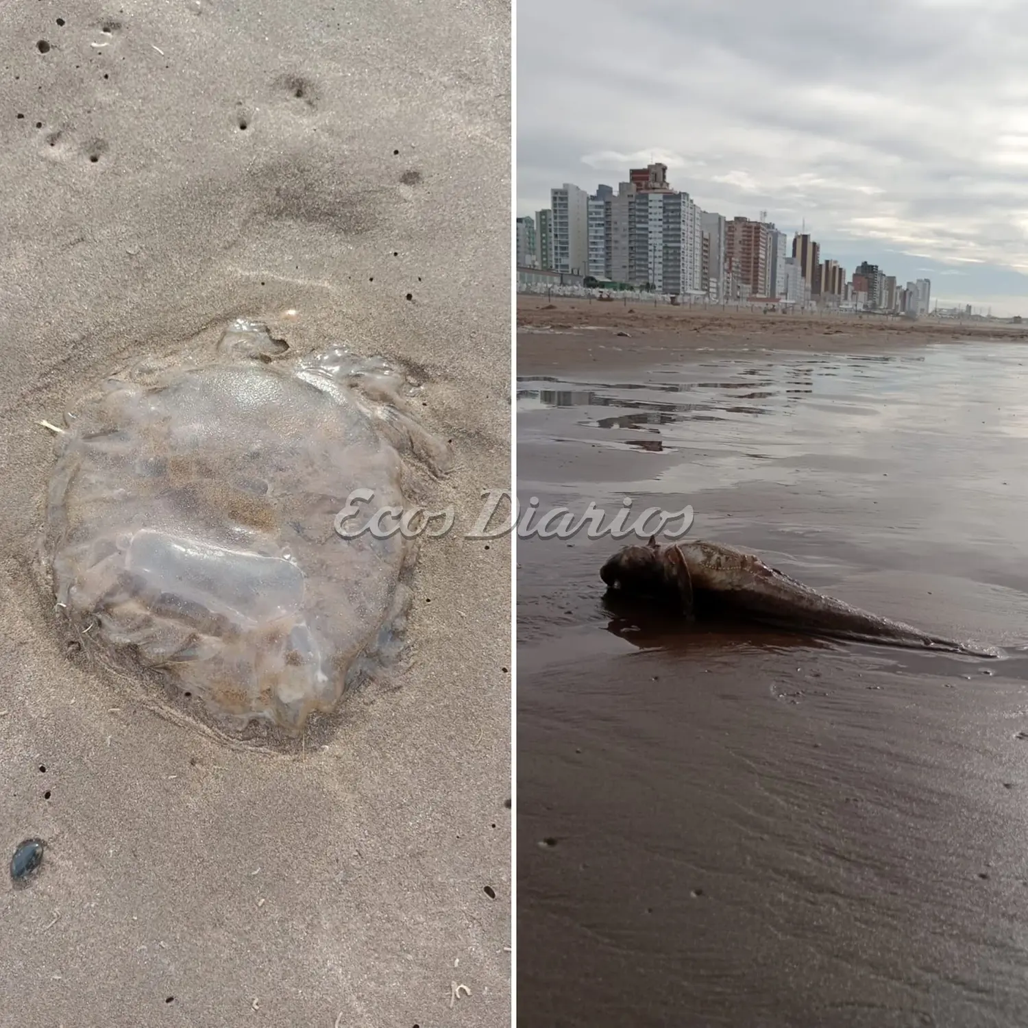 Peces y medusas, en la playa de Necochea