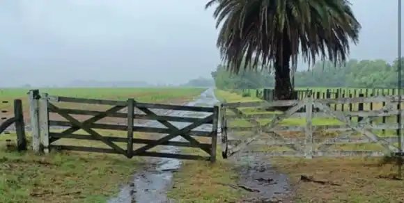 Lluvias irregulares, pero oportunas para el trigo en el área agrícola santafesina