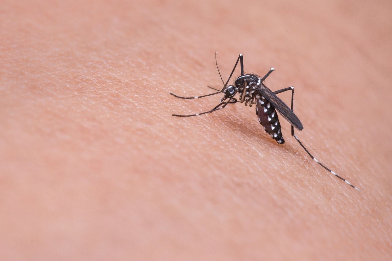 Confirman el primer caso autóctono de dengue de la provincia