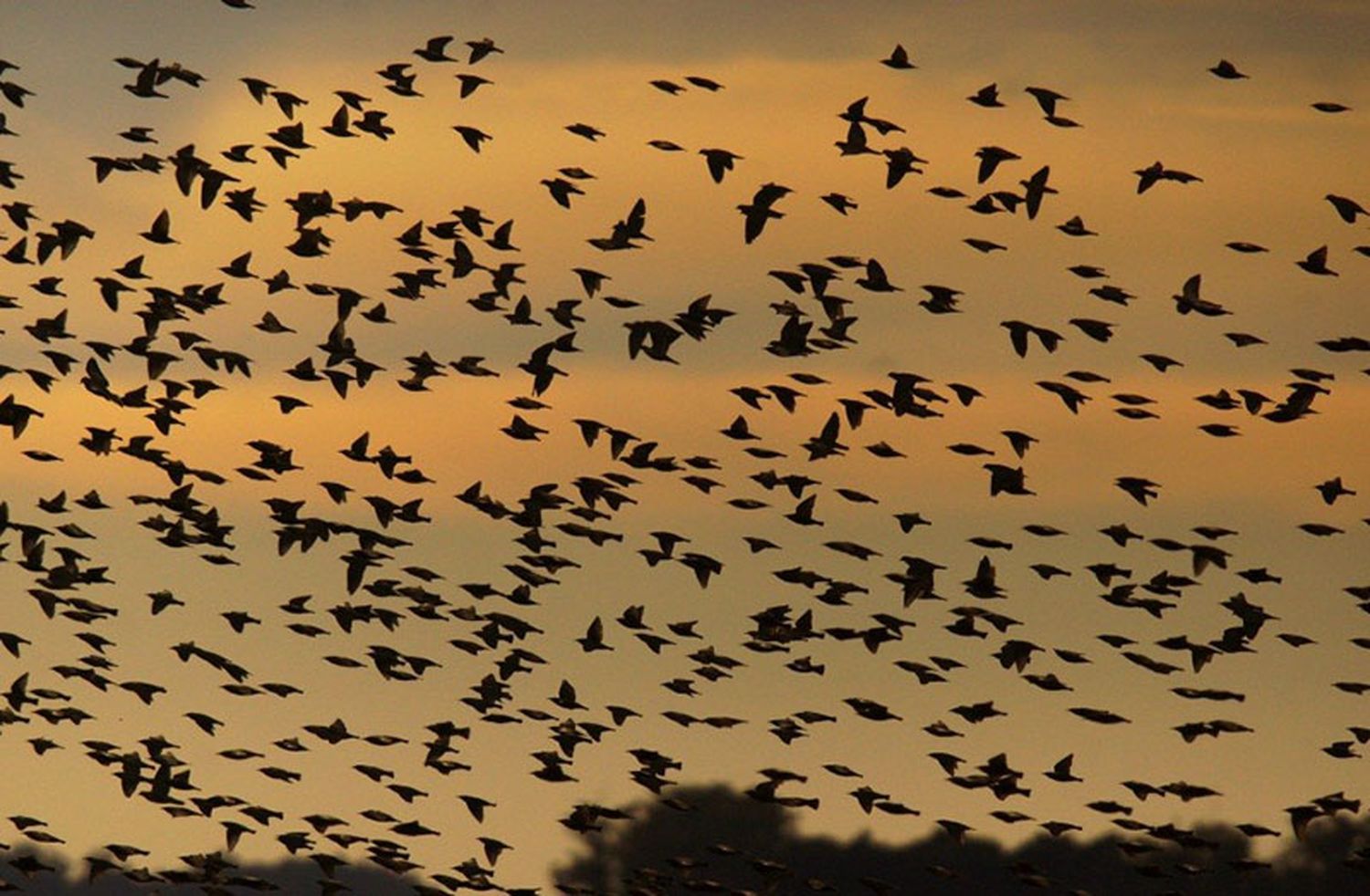 Los estorninos, una plaga que también invadirá Necochea
