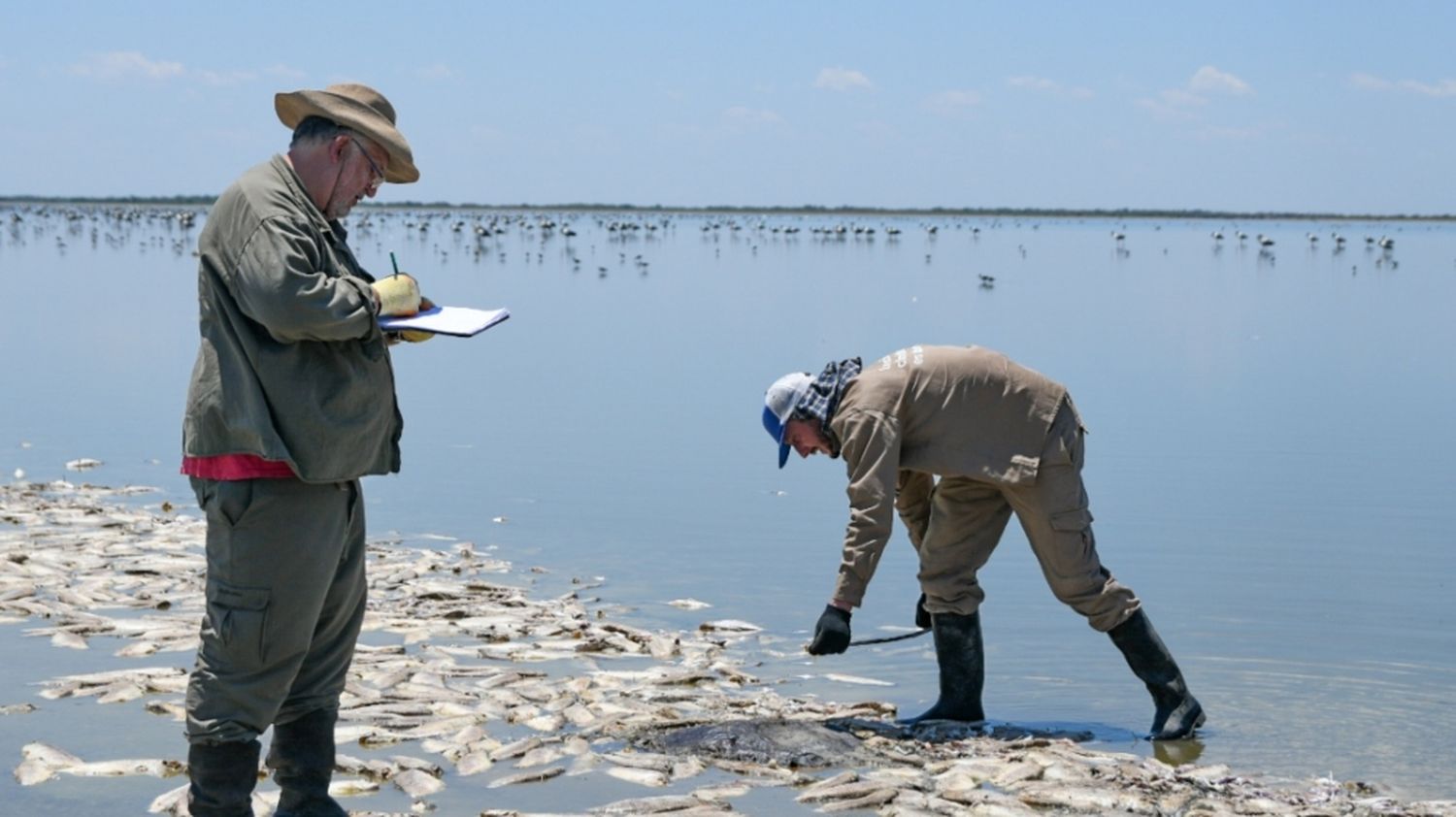 Mortandad de peces en el norte provincial: resolvieron no retirar los ejemplares de la Laguna del Plata