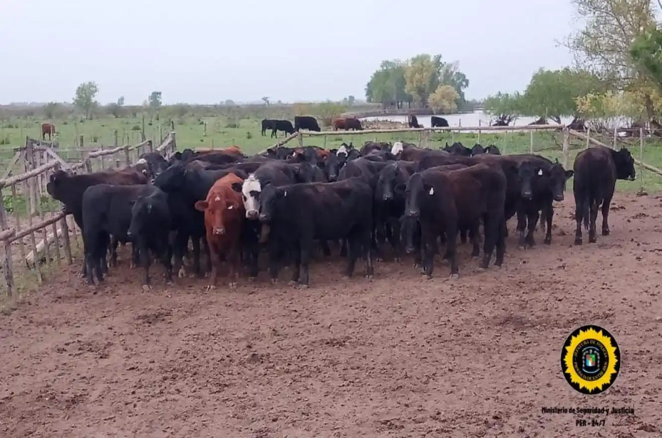 Las vacas robadas al exsenador Lesca las había comprado Julio Alsogaray.