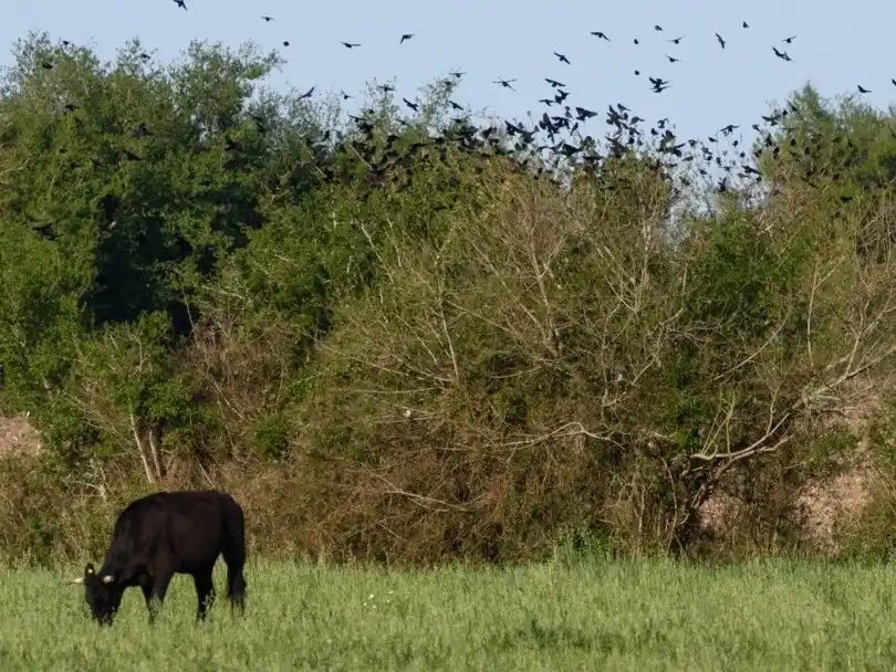 Enrique Carbó tendrá su primera reserva natural con producción sustentable