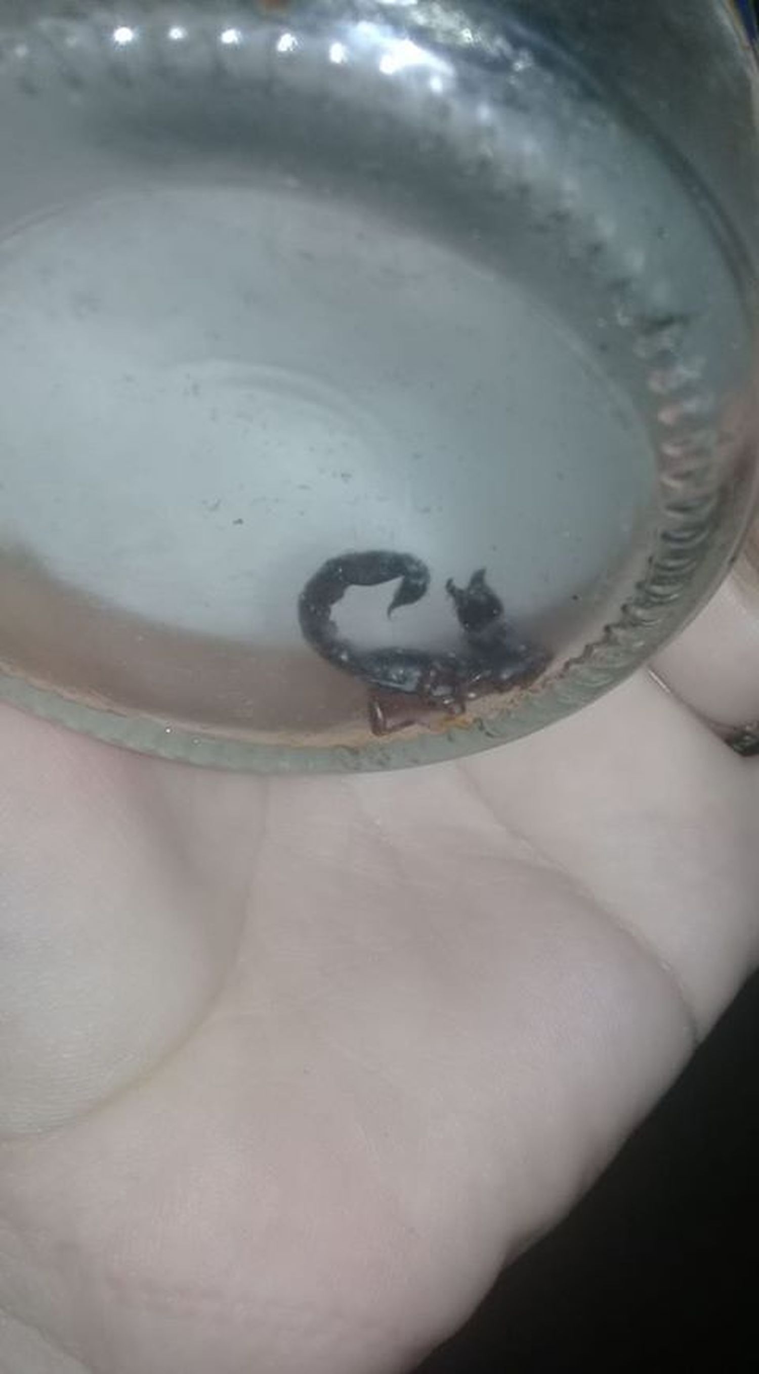 Vecino del barrio La Movediza encontró un alacrán en su casa