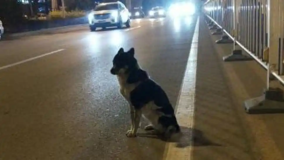 Conmovedor: un perro espera a su dueña en la calle donde murió atropellada
