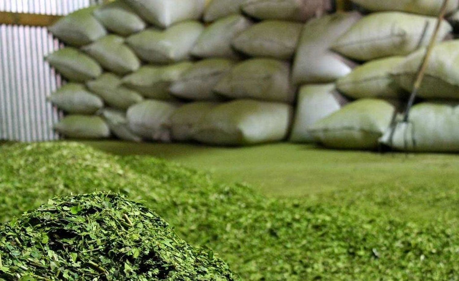 Histórico: Argentina le venderá yerba mate a India