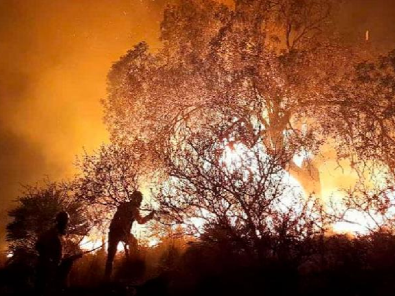 Riesgo extremo: bomberos combaten un incendio forestal en La Granja