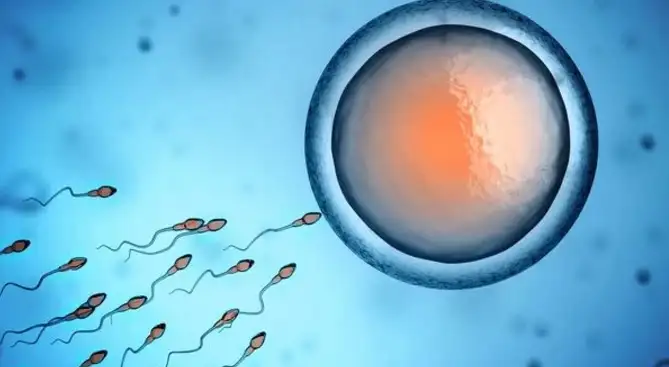 Un nuevo estudio derriba el mito de la fertilidad eterna del hombre