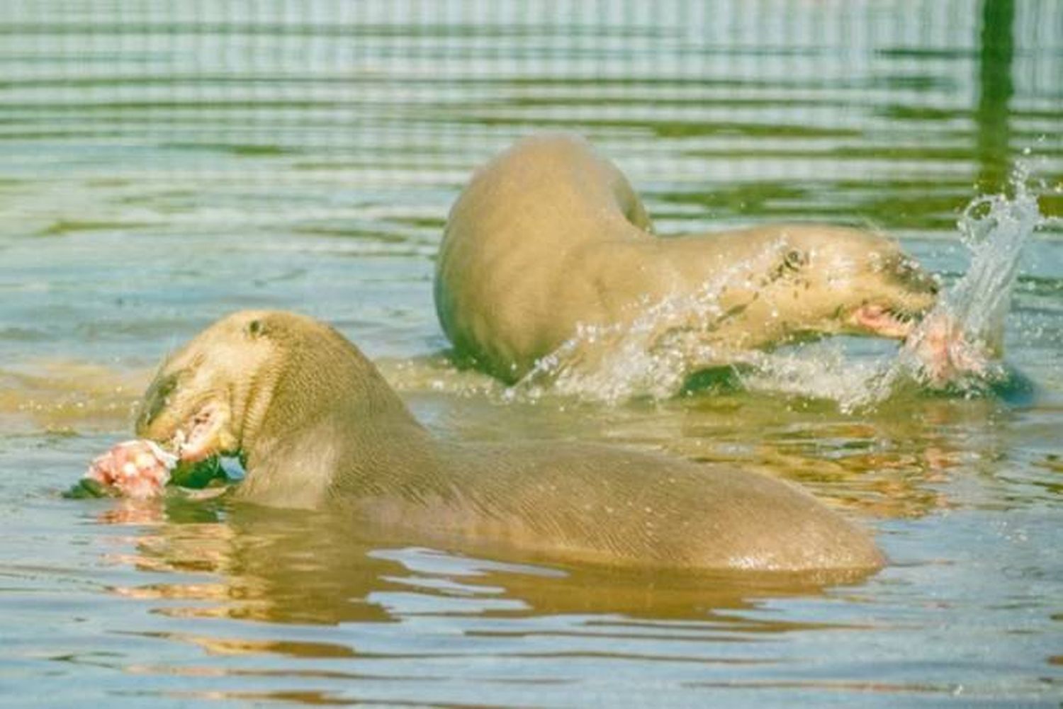 Coco y Alondra, una pareja consolidada: los cachorros de nutria gigante, cada vez más cerca