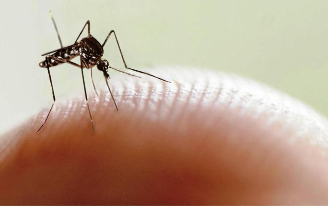 Salud Pública insistió en "extremar los cuidados, con la eliminación de los criaderos de mosquitos".