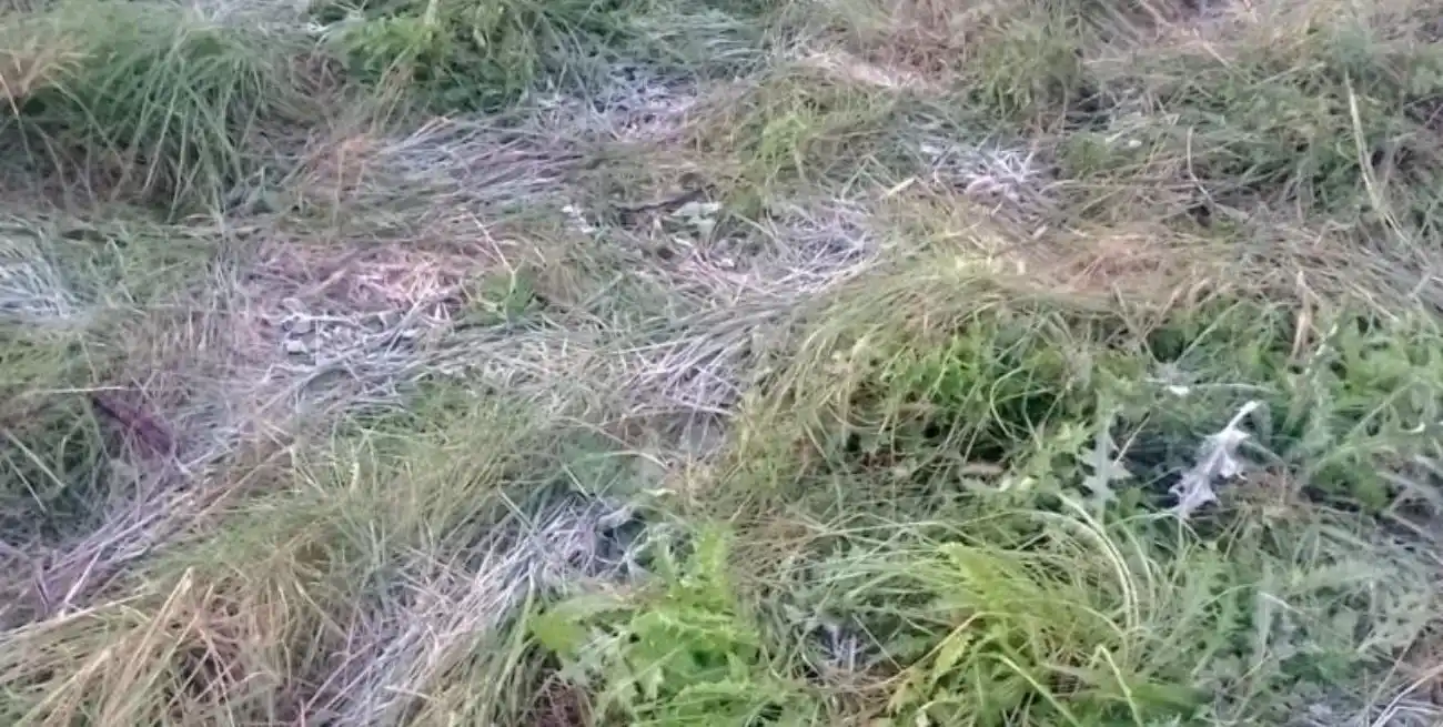 Helada en San Carlos.