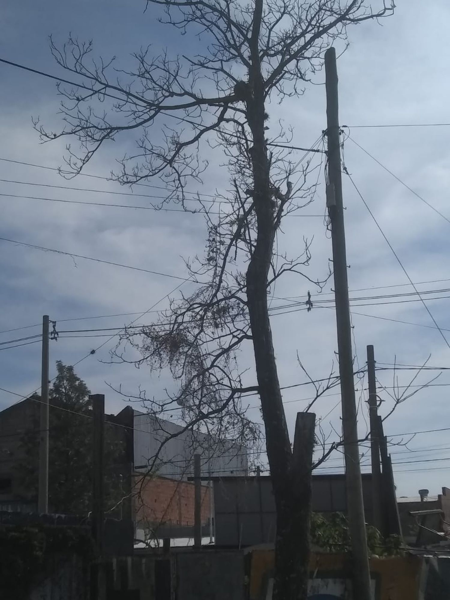Que este árbol caiga sobre “ellos”
