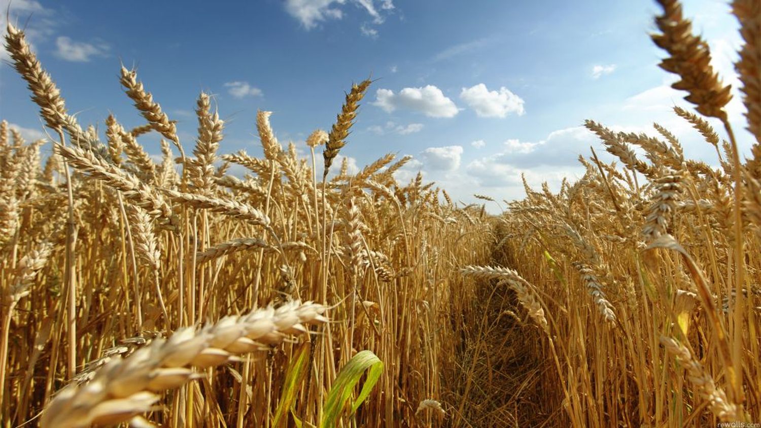 Trigo: se respira con las ultimas lluvias