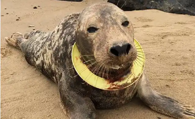 La conmovedora historia de la foca que sobrevivió seis meses con un frisbee en el cuello
