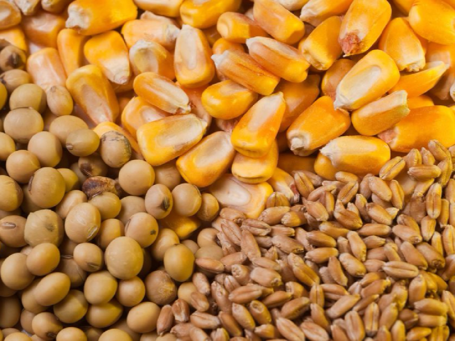 Complejo agroindustrial genera cuatro de cada diez dólares exportados
