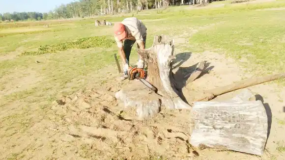 Codesal comenzó las tareas de destoconado en las playas del Perilago