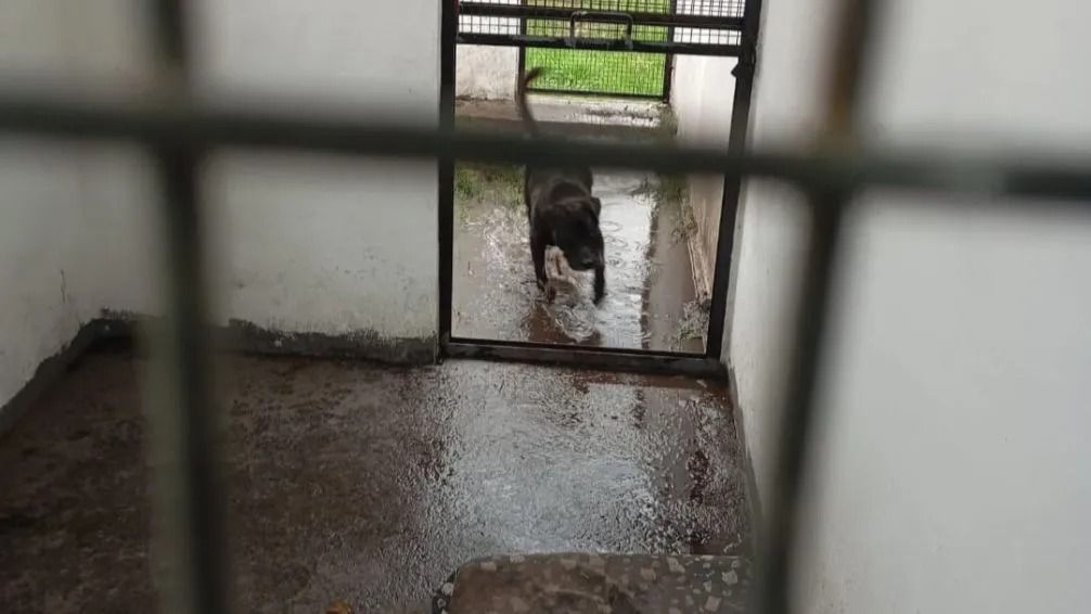 Los caniles sufrieron inundaciones y hay polémica