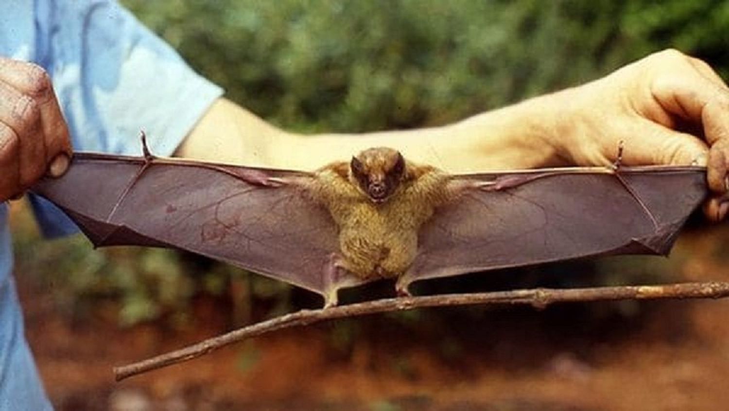 El Senasa resolvió el misterio del «chupacabra» que mató a decenas de animales en Córdoba