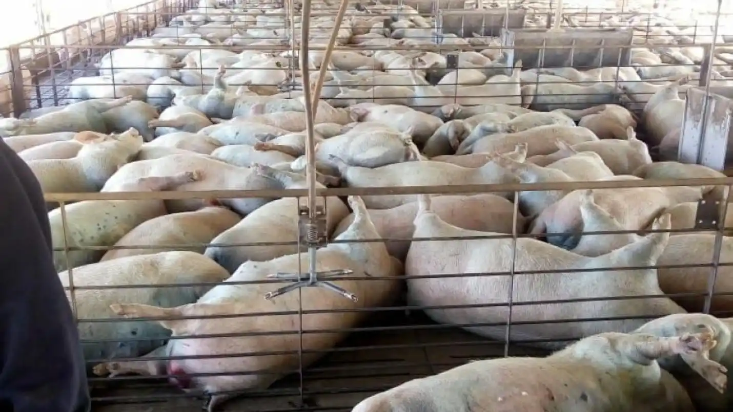 Avellaneda: por error humano murieron 400 cerdos asfixiados
