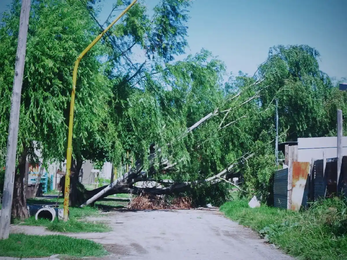 En barrio Bouchard hace un mes que los vecinos tienen un árbol que corta la calle