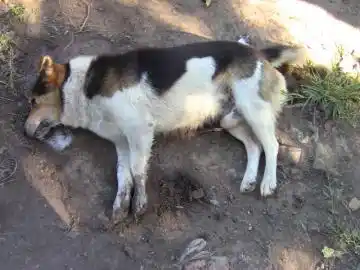 Rauch: Preocupación tras la matanza de una veintena de perros