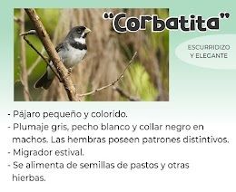 corbatita