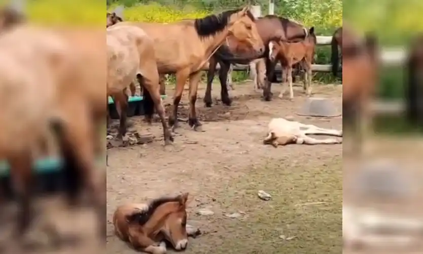 La Policía de Pilar desbarató un frigorífico clandestino de caballos