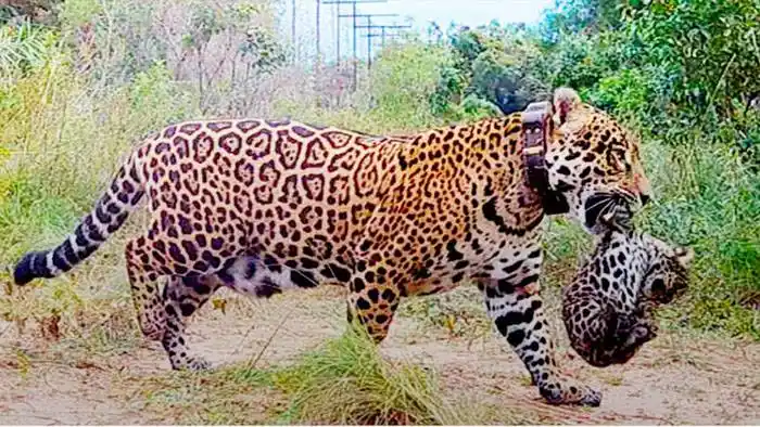 Nacieron dos yaguaretés  silvestres tras 70 años de extinción