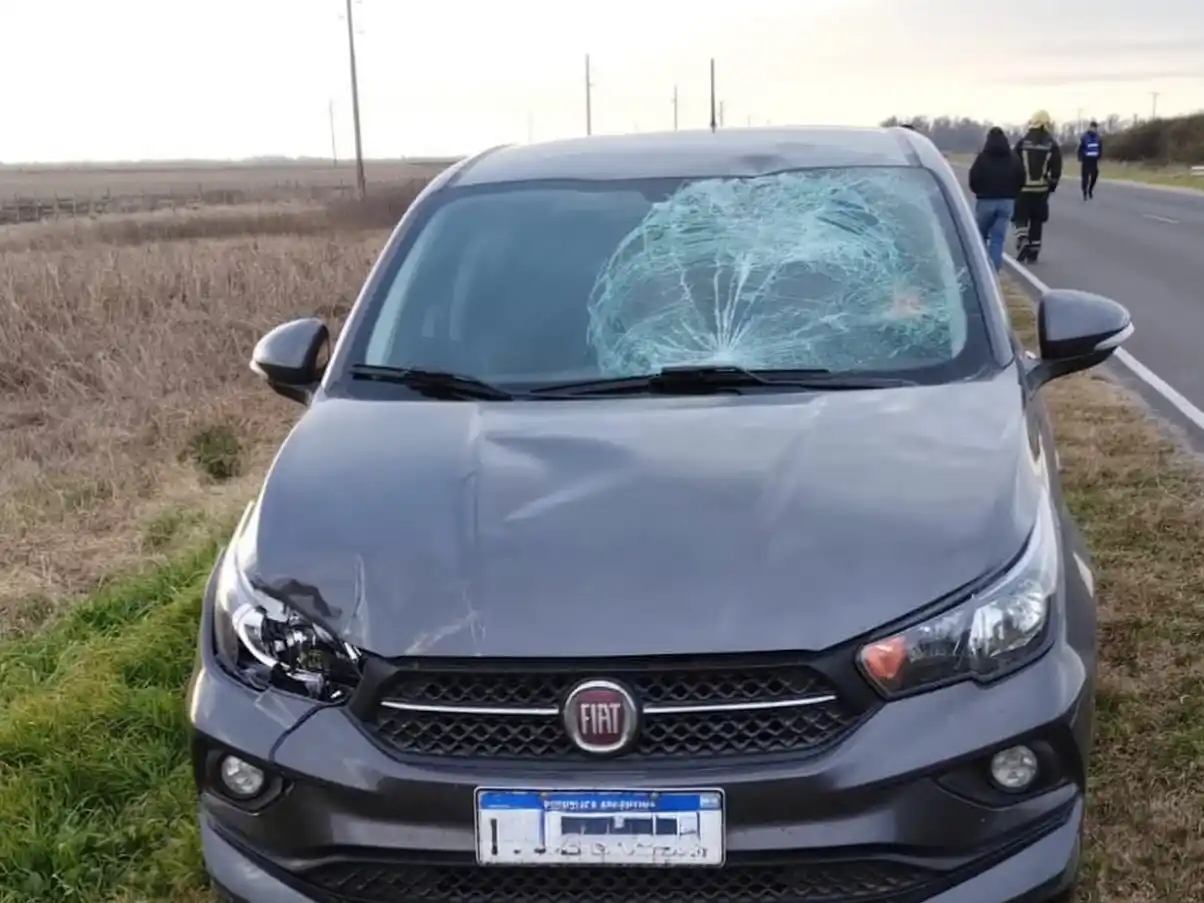 Choque en cadena por un ciervo suelto en la Ruta 11: no hubo heridos