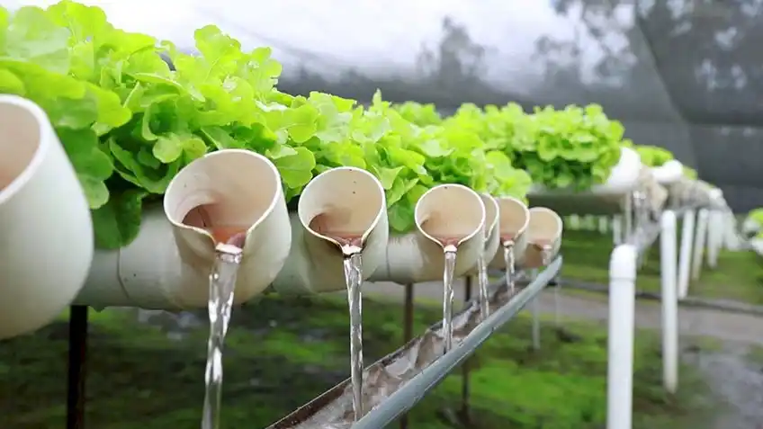 La hidroponía se basa en el cultivo de plantas sin utilizar tierra.