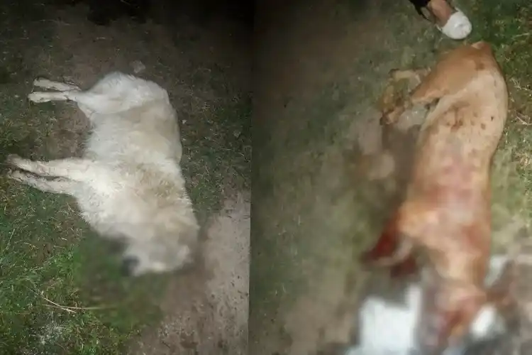 Otra vez, denuncian envenenamiento de perros en la zona de 291 Viviendas