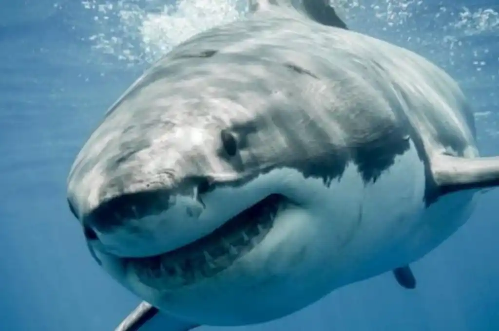 Pescan un tiburón de 142 kilos en la Escollera Sur de Mar del Plata