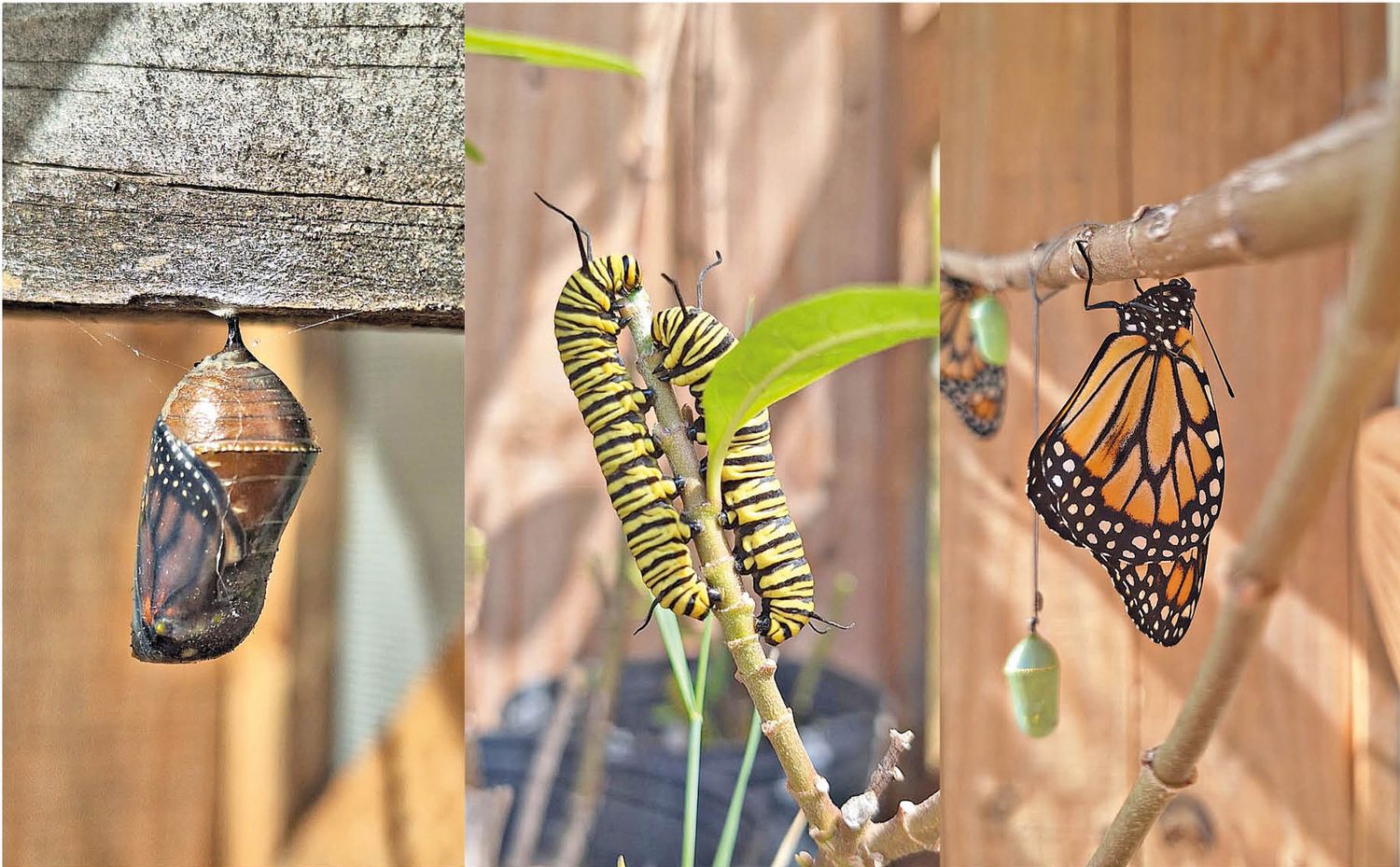 mariposas