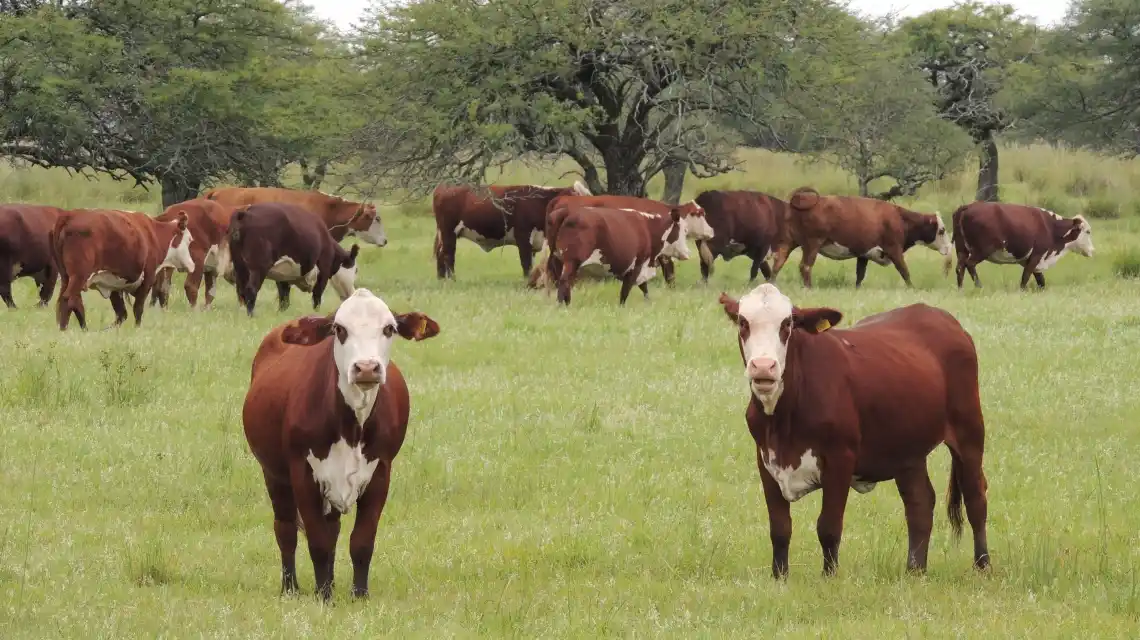 Ganadería: "Santa Fe está trabajando mucho en insertarse en los mercados globales"