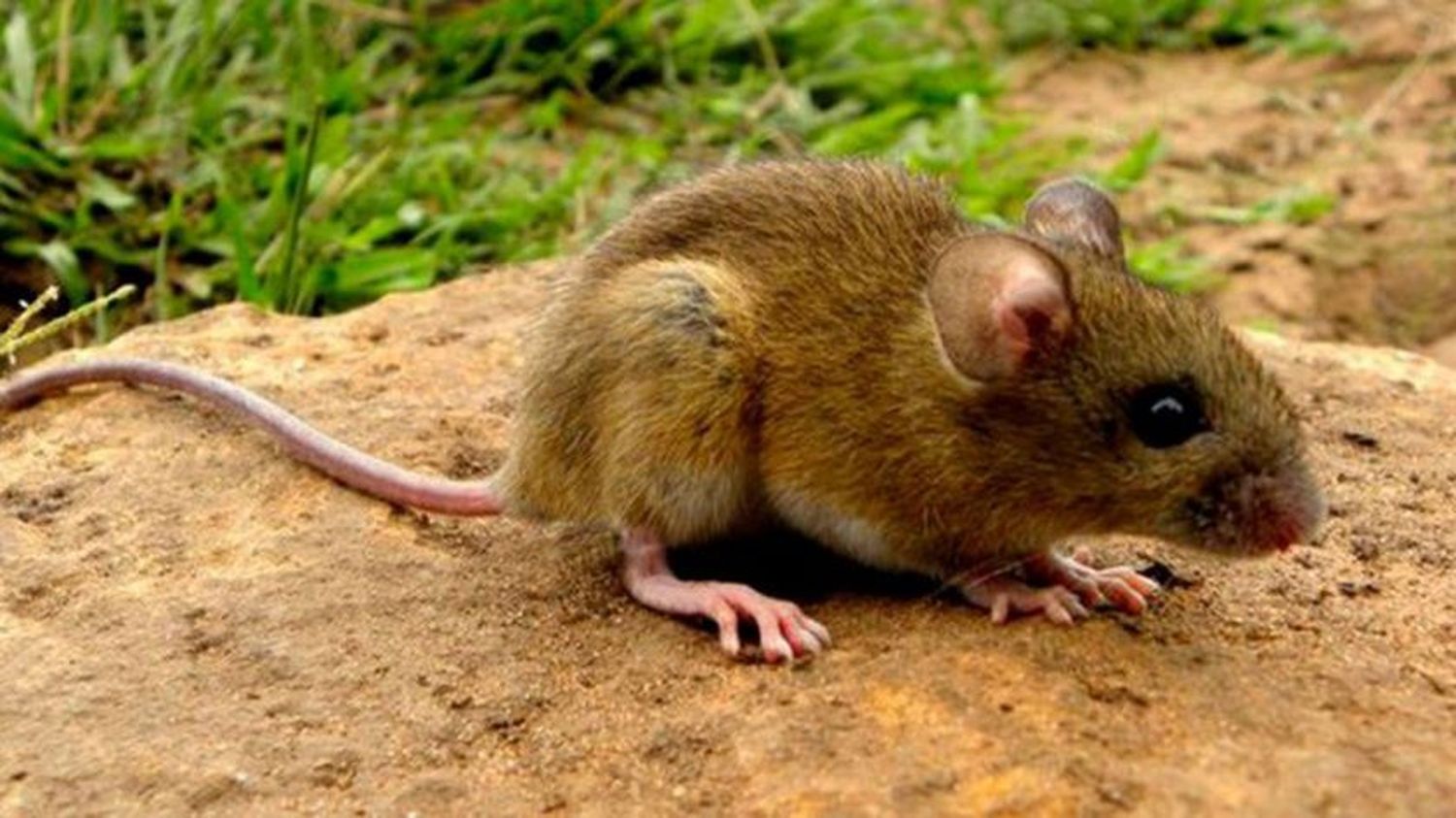 Niño de Berisso fue internado e investigan si padece hantavirus