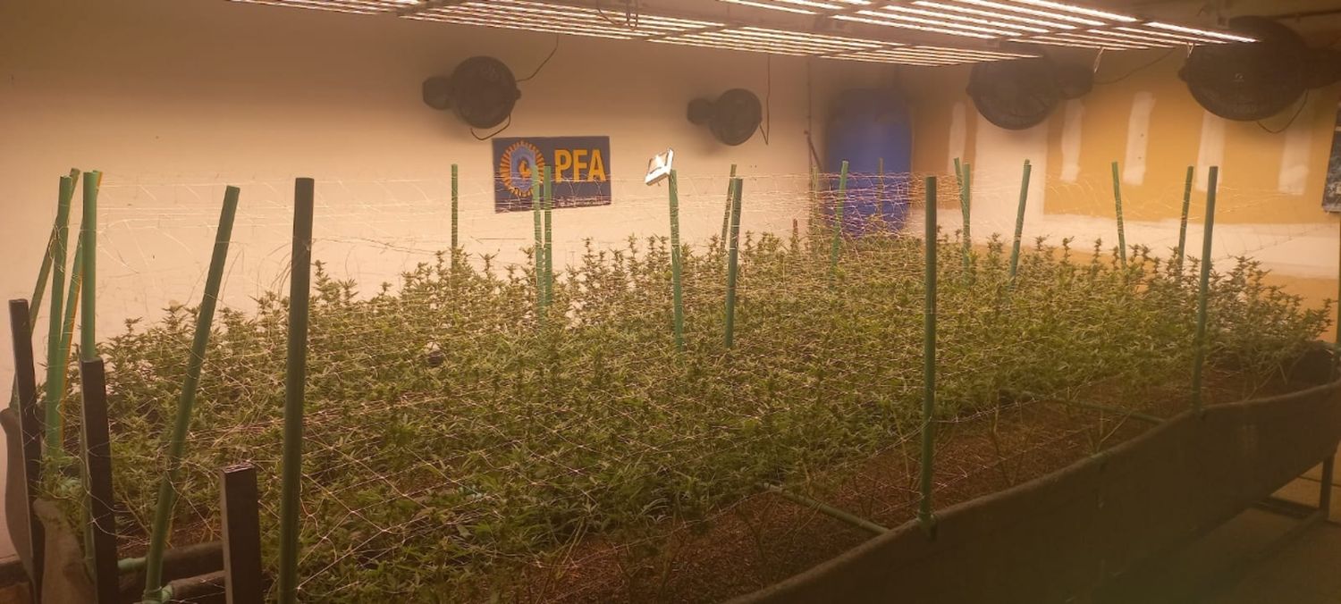 Desbarataron un sofisticado vivero regenteado por un ingeniero industrial, dedicado a la siembra de cannabis