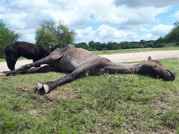 Reportan un caballo muerto en la zona del Puerto