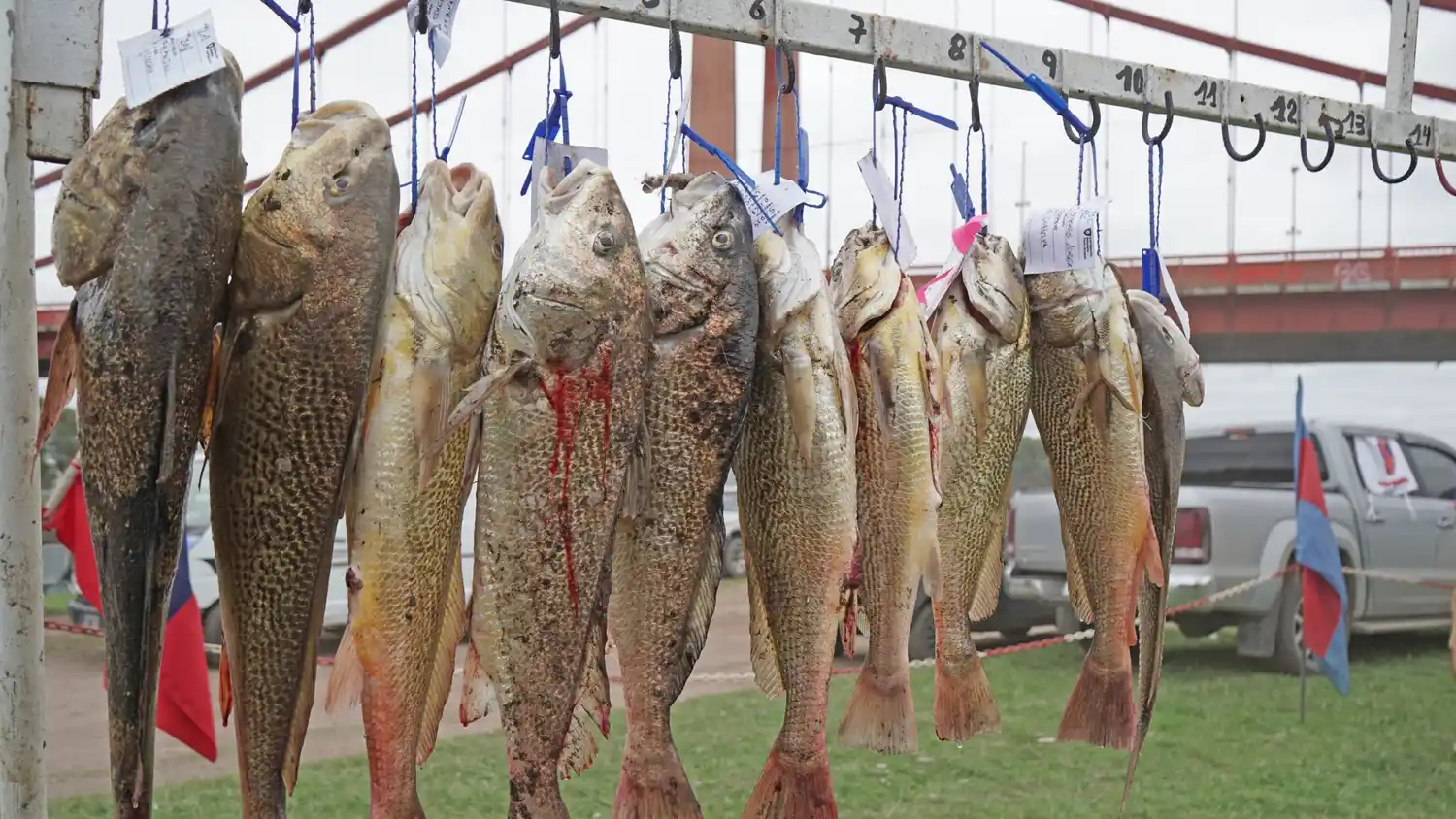 20° Concurso de pesca Defensores 1