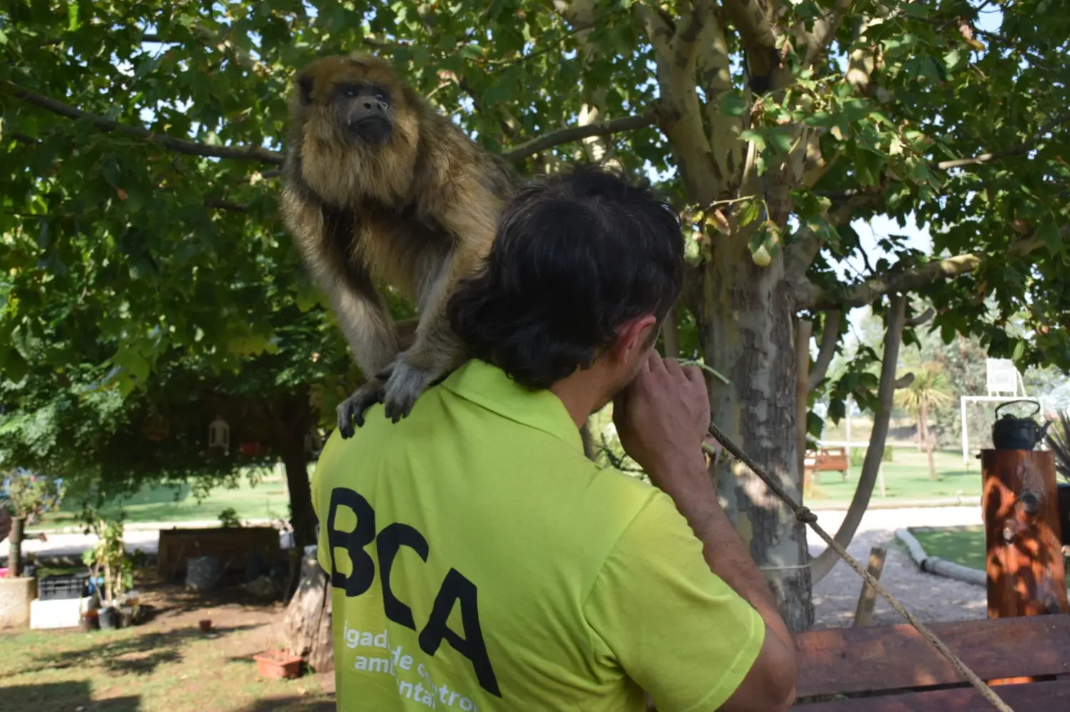 Ambiente rescató monos carayá que se encontraban en cautiverio en Carhué y Trenque Lauquen