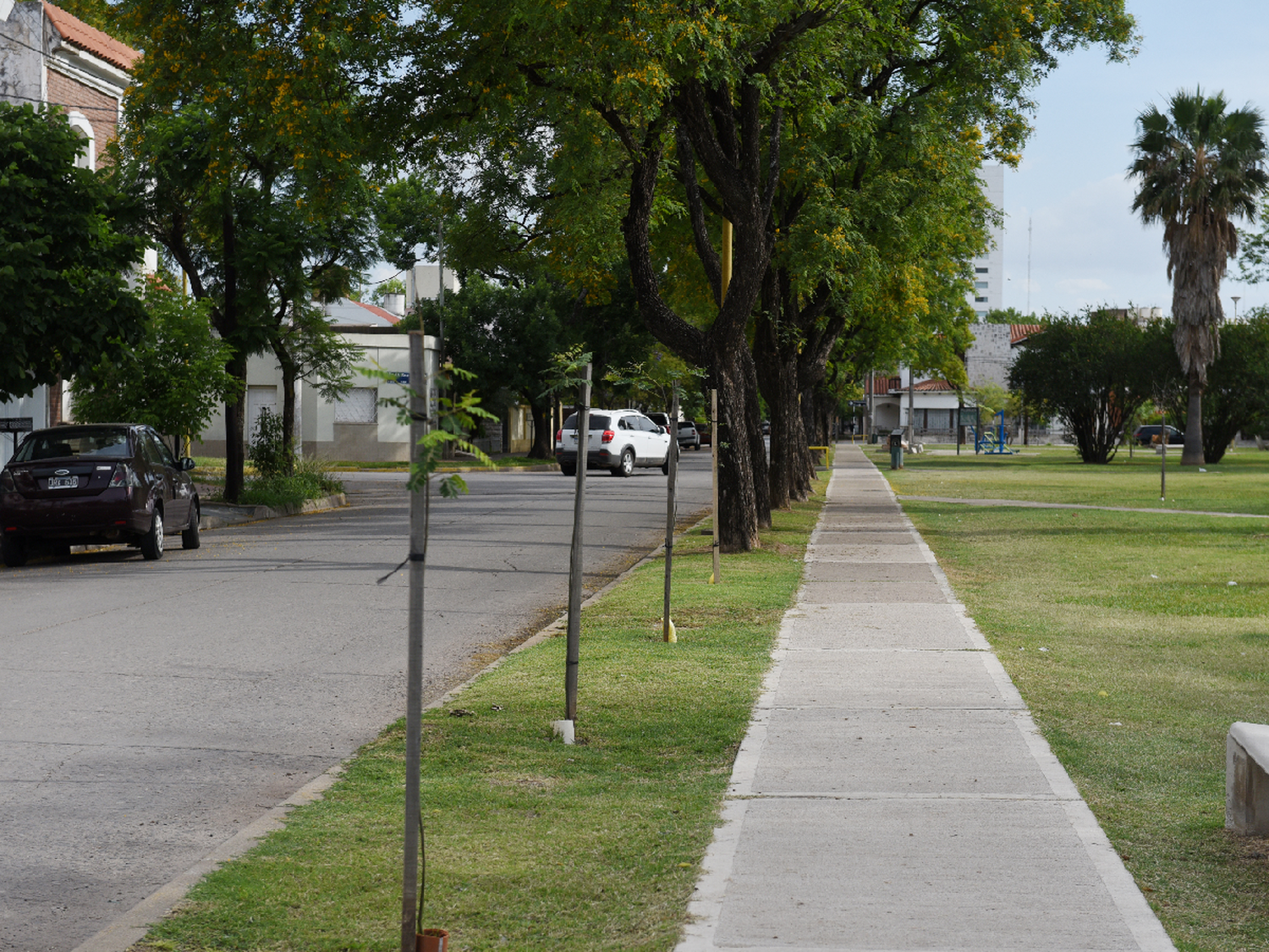 Plantarán  800  árboles ante de finalizar el año