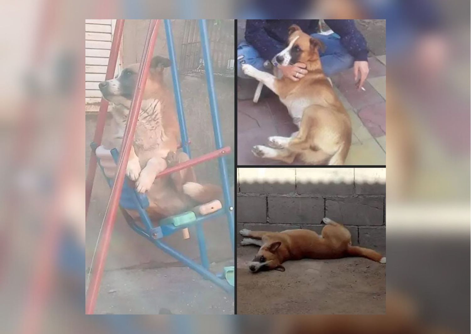 Perro perdido: buscan a Tobi