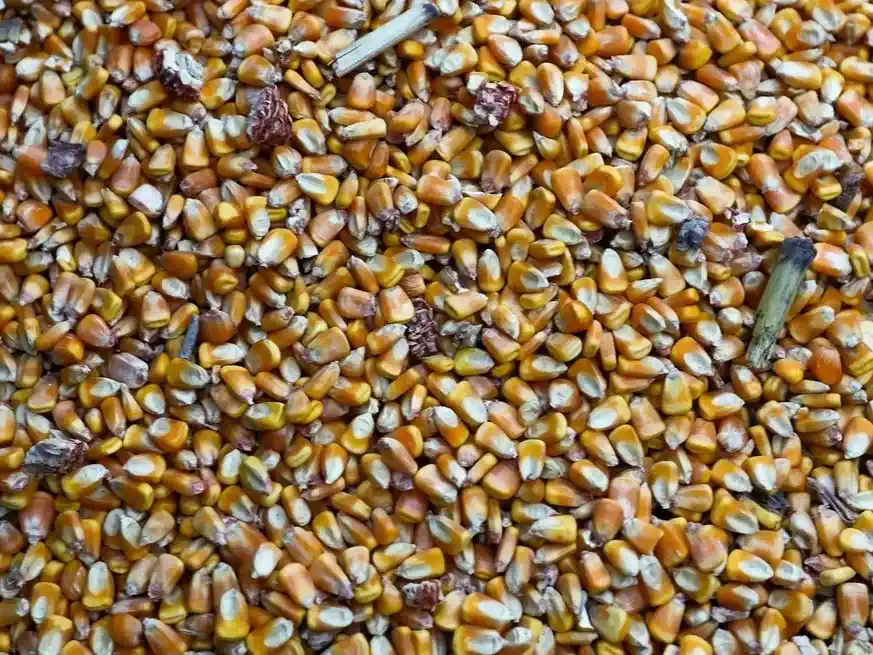 El complejo maicero en alza: récord histórico en ventas externas. Crédito: Reuters/Matias Baglietto