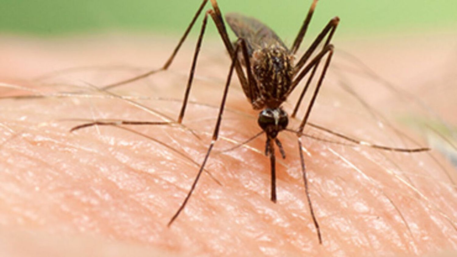 Sobre el siniestro propósito de los mosquitos