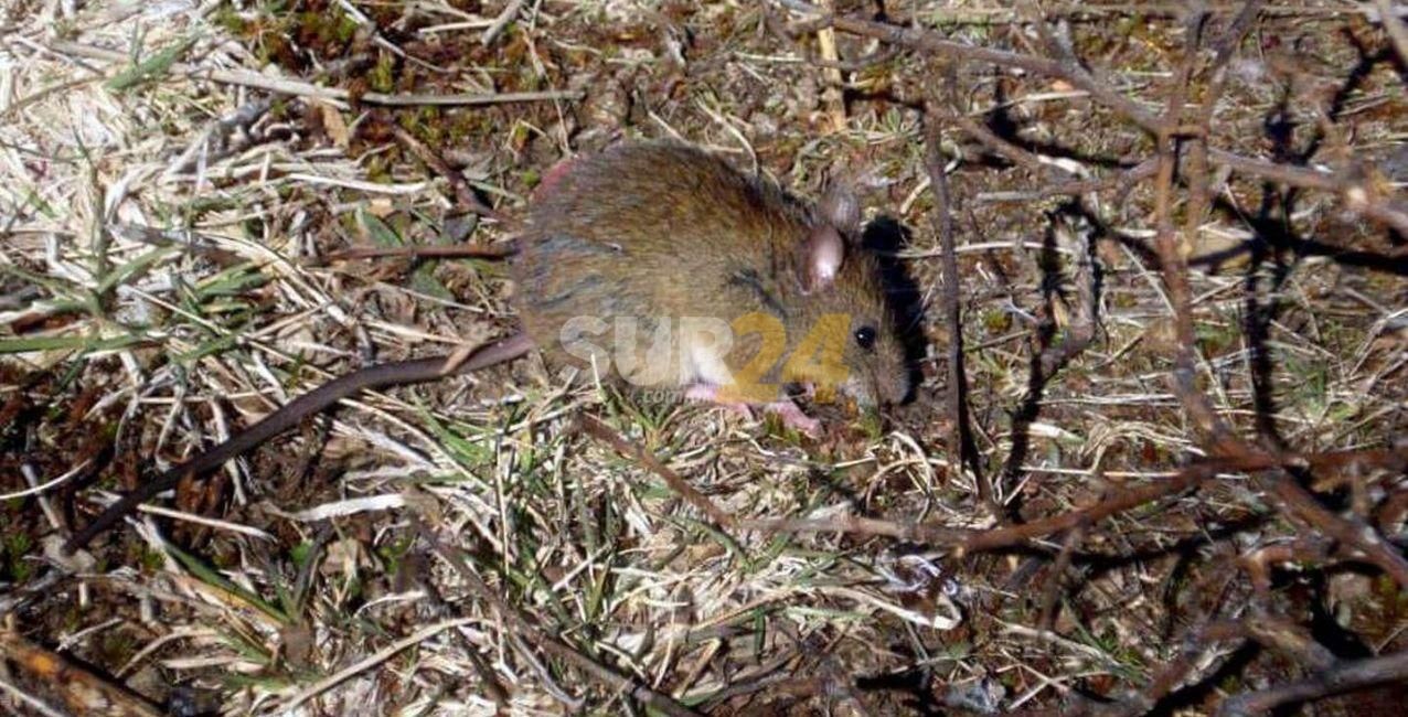 Detectan un caso de hantavirus en Chubut