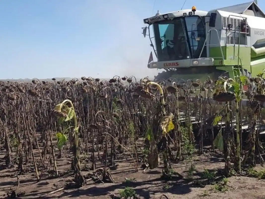 Los cultivos muestran realidades diversas para la cosecha gruesa.