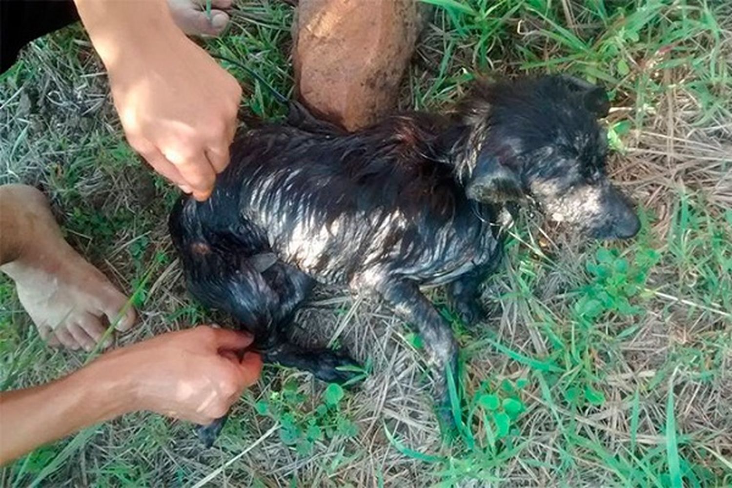Crueldad sin límites: Arrojaron al río Paraná un perro con las patas atadas y una piedra